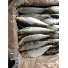 Toda a especificação grande rodada de peixes congelados de sardinha para o mercado